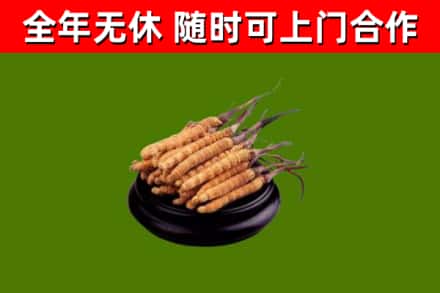 龙圩区烟酒回收冬虫夏草.jpg